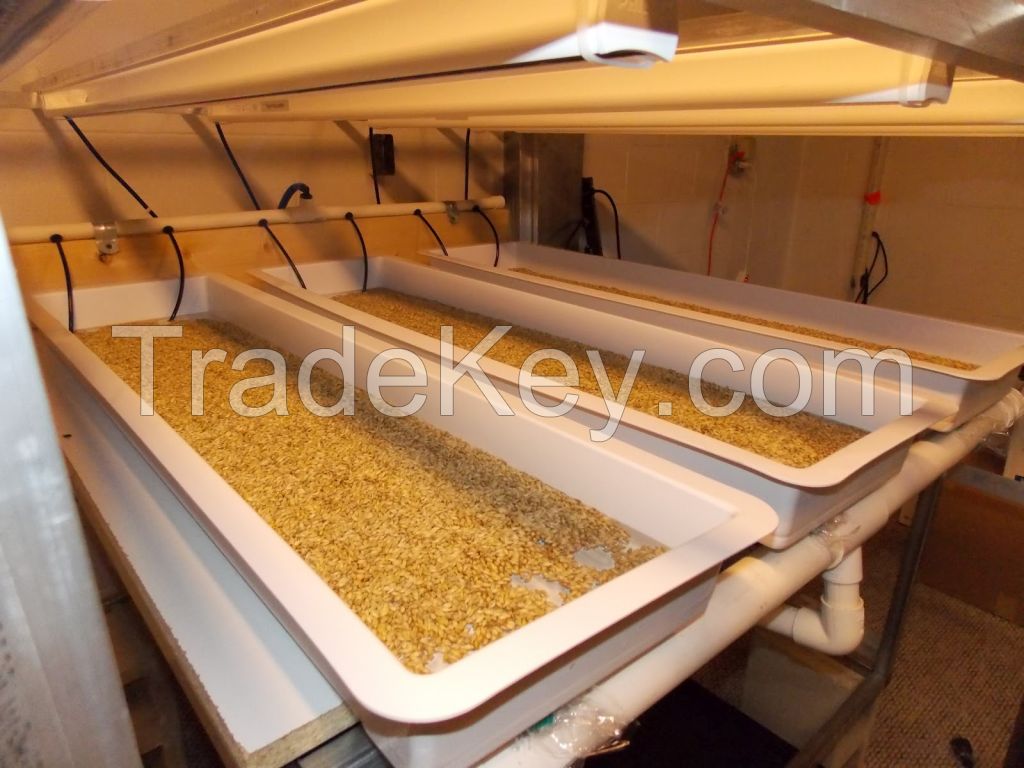 Top Quality Barley Seeds