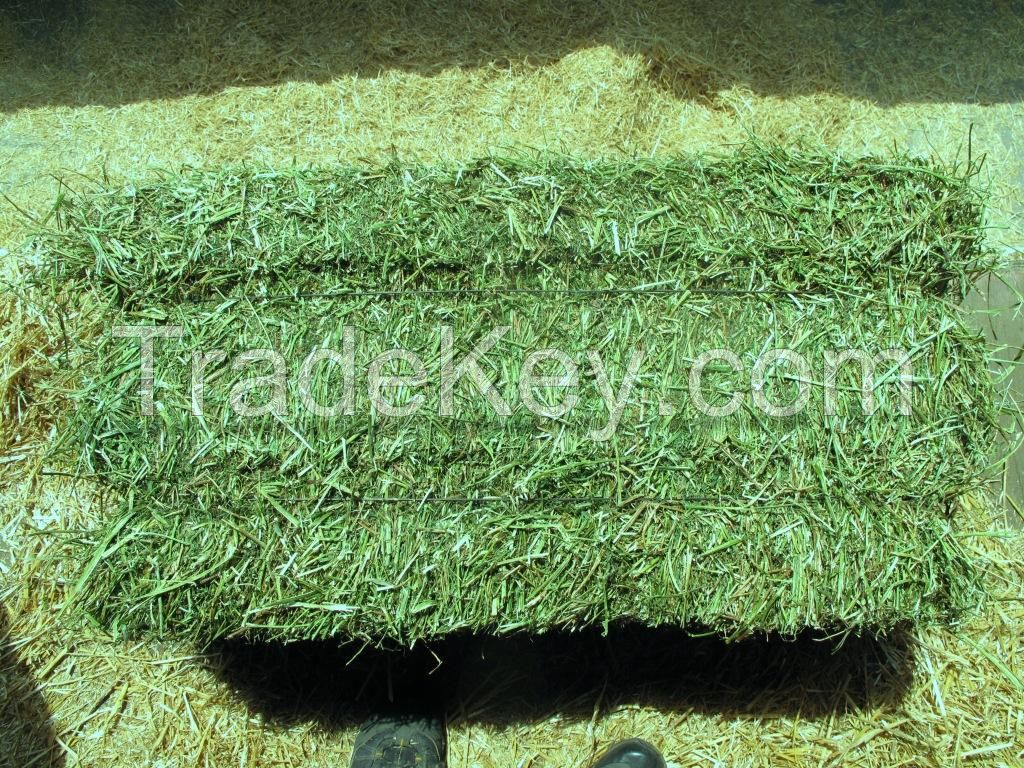  Premium Grade A Alfalfa Hay Lucerne Quality 