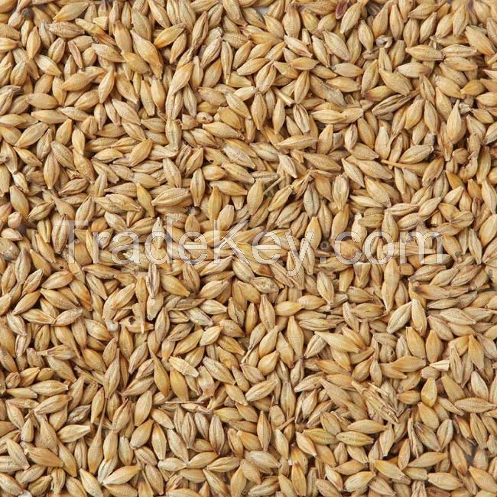 Quality Barley Seeds