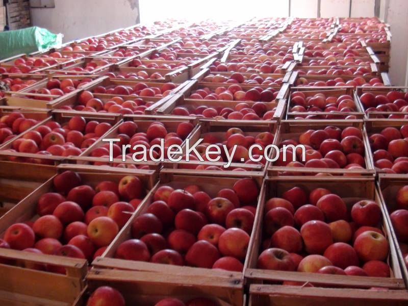 Traiding and export with FRESH FRUITS and FRESH VEGETABLES