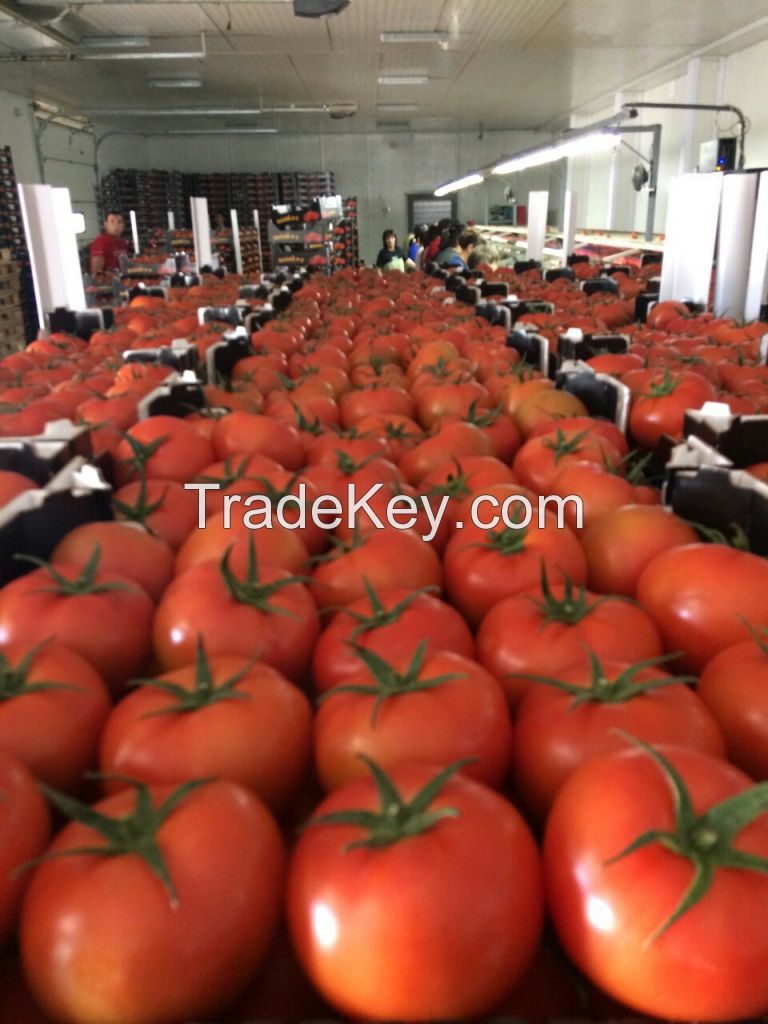 Traiding and export with FRESH FRUITS and FRESH VEGETABLES