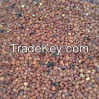 Sorghum Seeds