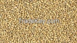 Soft Wheat