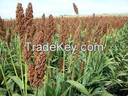 Red Sorghum