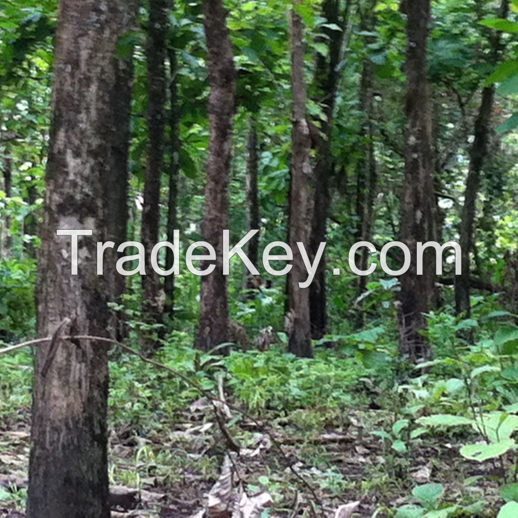 Panama Teak Trees for Sale by Owner