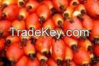 Palm oil seed