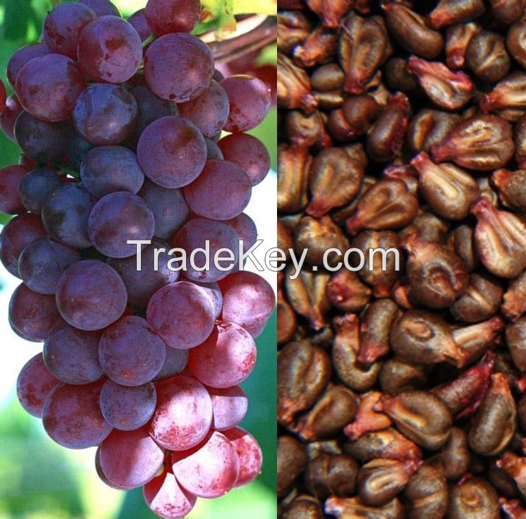 pure natural and organic grape seed oil for skin care