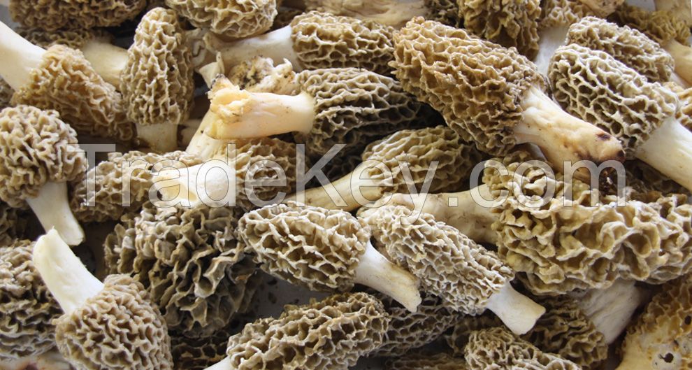 morel mushrooms, dried morel mushrooms for sale, dried morels, fresh morel mushrooms, spring morel, Morchella Conica, Boletus