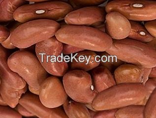 light speckled kidney bean , long shape