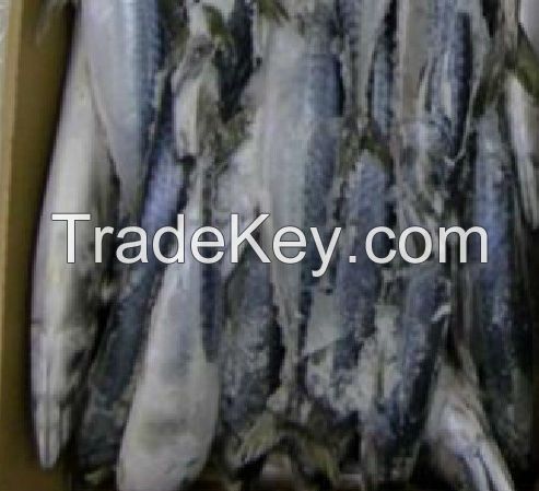 fresh mackerel, horse mackerel, indian mackerel, sardine