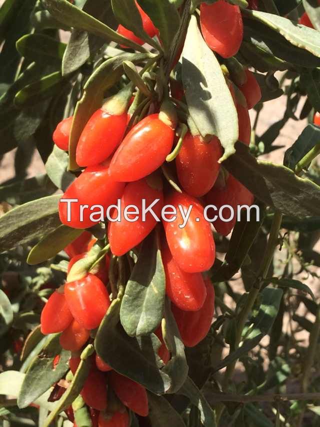 Wolfberry / Goji berry /Lycium Barbarum/Dried Fruit/Organic Fruit/Medlar