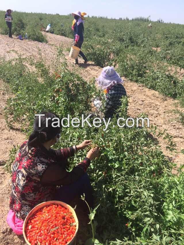 Wolfberry / Goji berry /Lycium Barbarum/Dried Fruit/Organic Fruit/Medlar