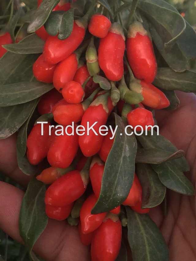 Wolfberry / Goji berry /Lycium Barbarum/Dried Fruit/Organic Fruit/Medlar