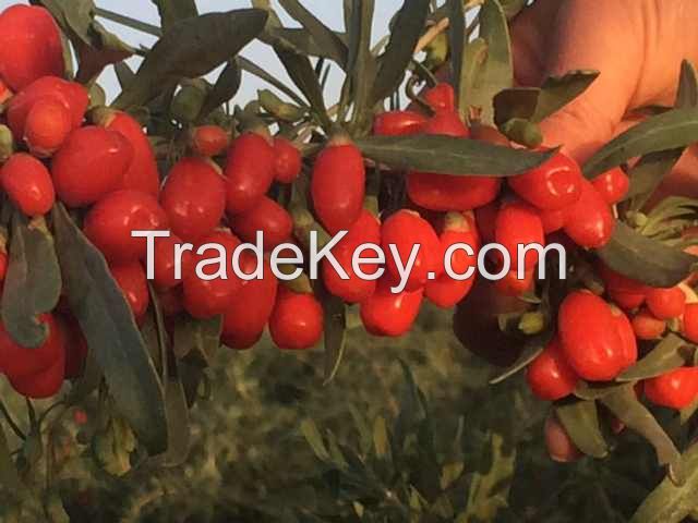 goji berry / chinese wolfberry 