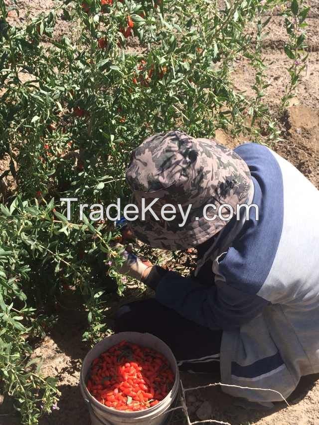 Wolfberry / Goji berry /Lycium Barbarum/Dried Fruit/Organic Fruit/Medlar