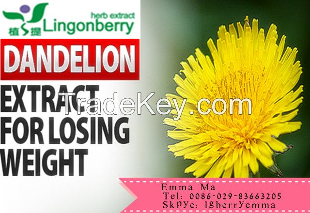 Dandelion Extract ,taraxacum officinale extract