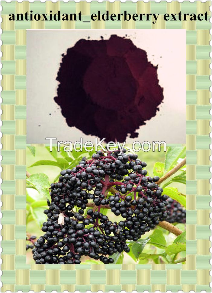 Elderberry Extract