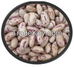 Light Speckled Kidney Bean 