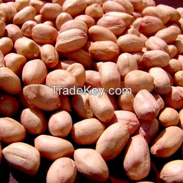 Groundnut Kernel 