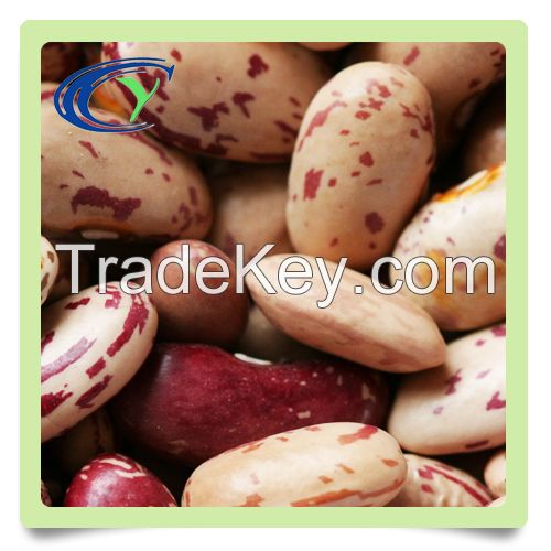 high quality white speckled kidney beans low price