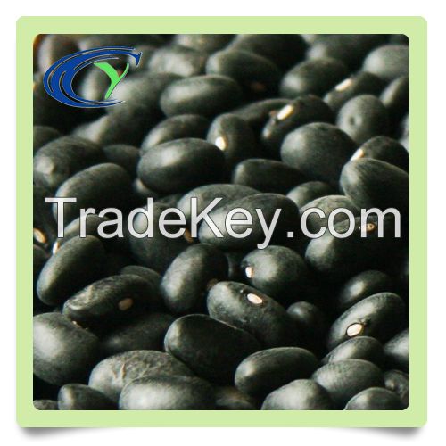 high quality black beans low price