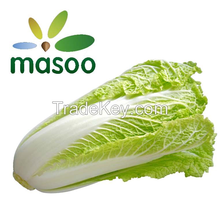 Cheap High Quality Fresh Chinese Cabbage From Hebei (china) (wholesale)