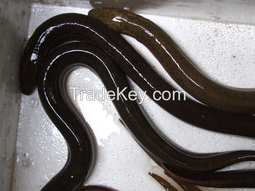 Live Eel Fish ( fresh water )