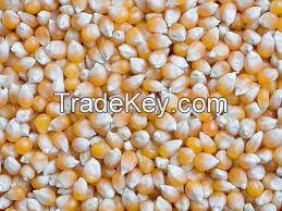 yellow and white corn