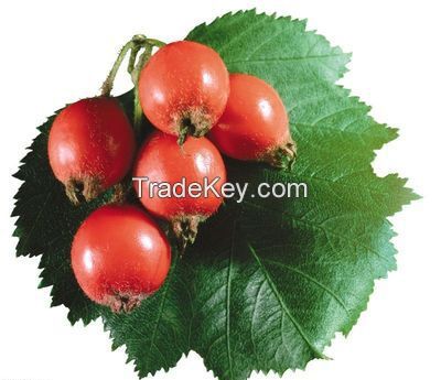 Rose Hip Extract