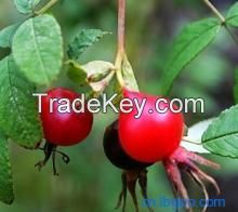 Rose Hip Extract