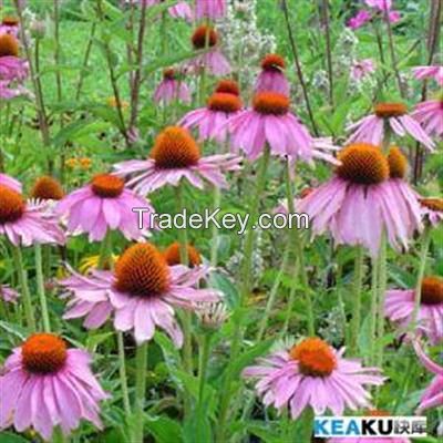 Echinacea extract