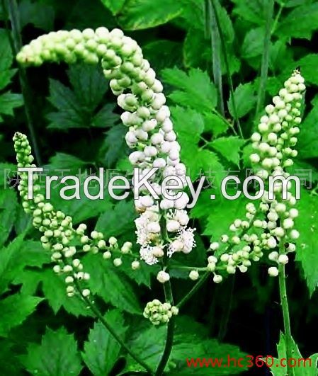 Black Cohosh Extract