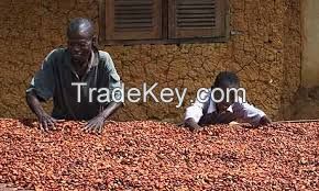 cocoa beans