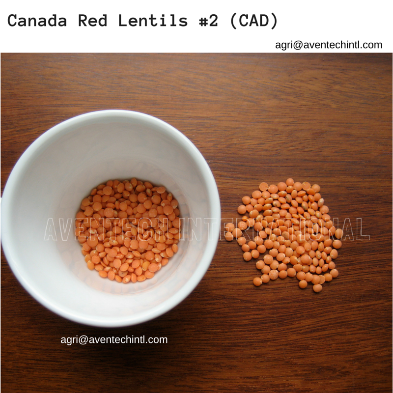 Red Lentils #2 - Canada Red (CAN)