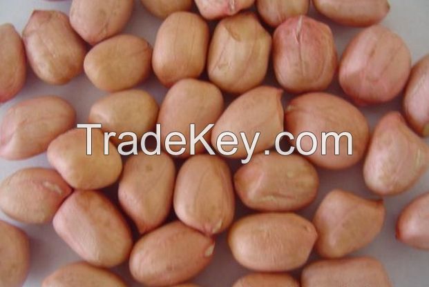 2015 crop raw peanut kernels 25-29