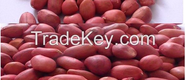2015 crop raw peanut kernels 25-29
