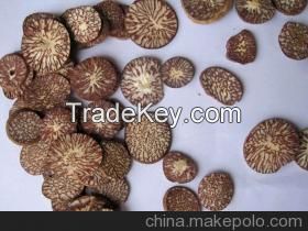 Natural Brown Betel Nut Split Cut