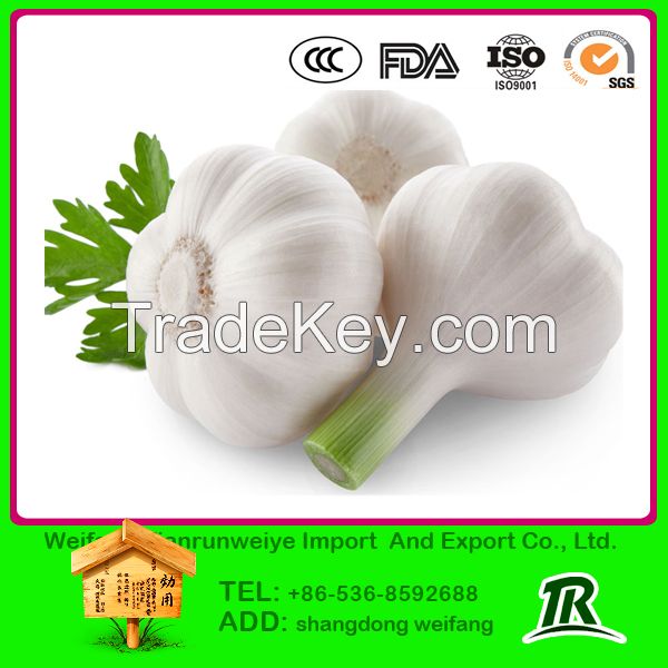 2014 chinese natural garlic