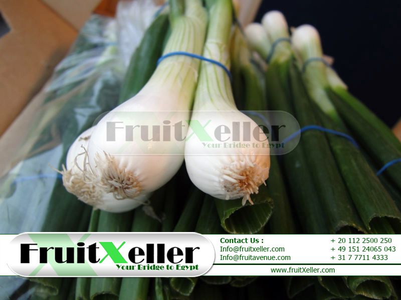 Spring Onion