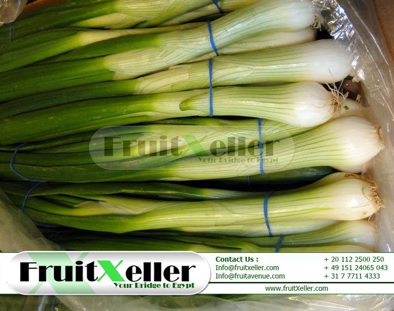 Spring Onion