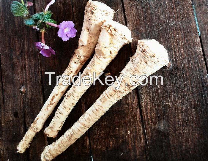 Fresh Gourmet Horseradish Roots 2014 crops
