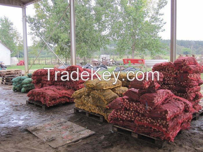 Fresh Gourmet Horseradish Roots 2014 crops