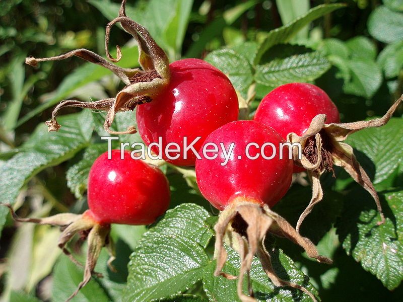Rose hips extract