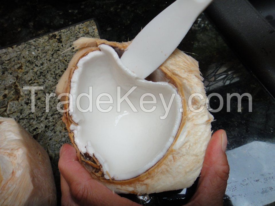 Tender coconut meat 