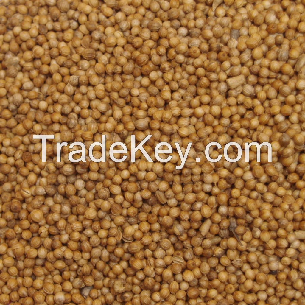 Coriander