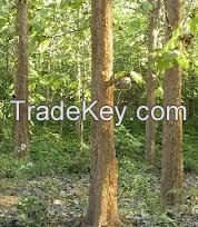 Teak Trees Wood