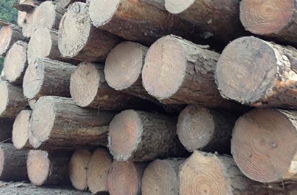 Logs & Sawn Timber