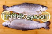 Rainbow Trout Fish