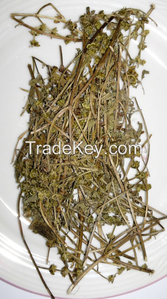 Organic Ocimum tenuiflorum