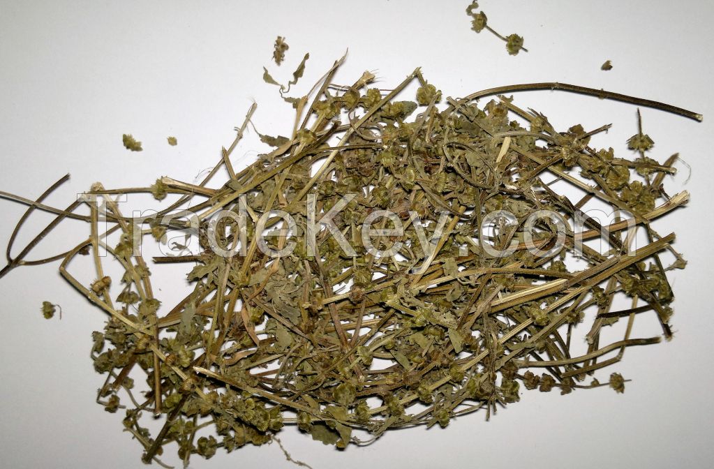 Organic Ocimum tenuiflorum